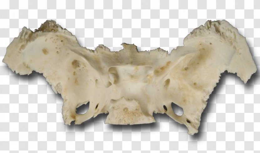 Jaw Foramen Ovale Pterygoid Processes Of The Sphenoid Anatomy Mandible - Skull Transparent PNG