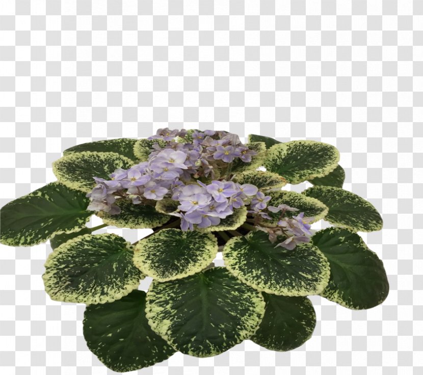 Herbaceous Plant - African Violets Transparent PNG