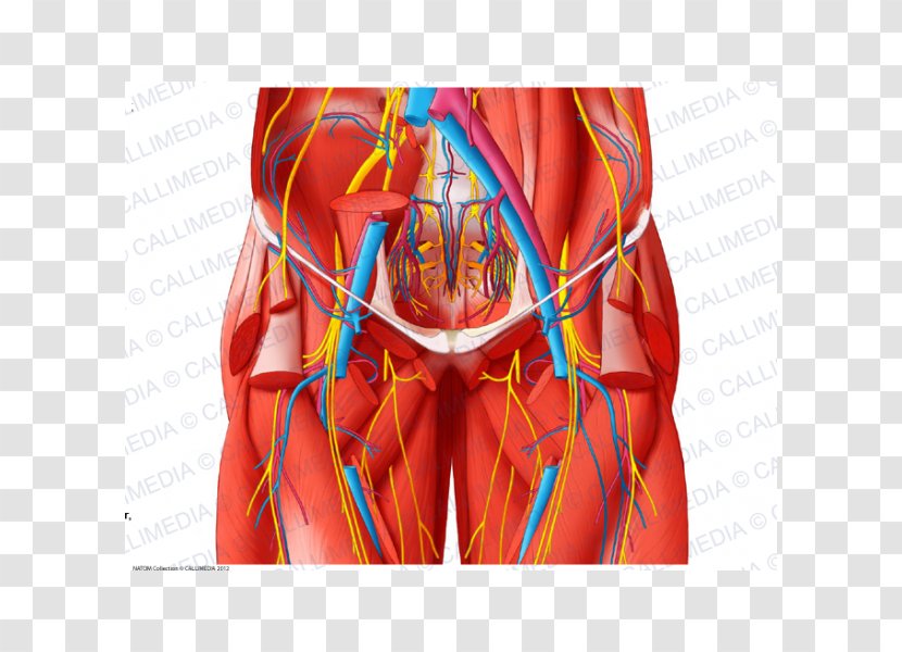 Blood Vessel Pelvis Anatomy Human Body Nerve - Watercolor Transparent PNG