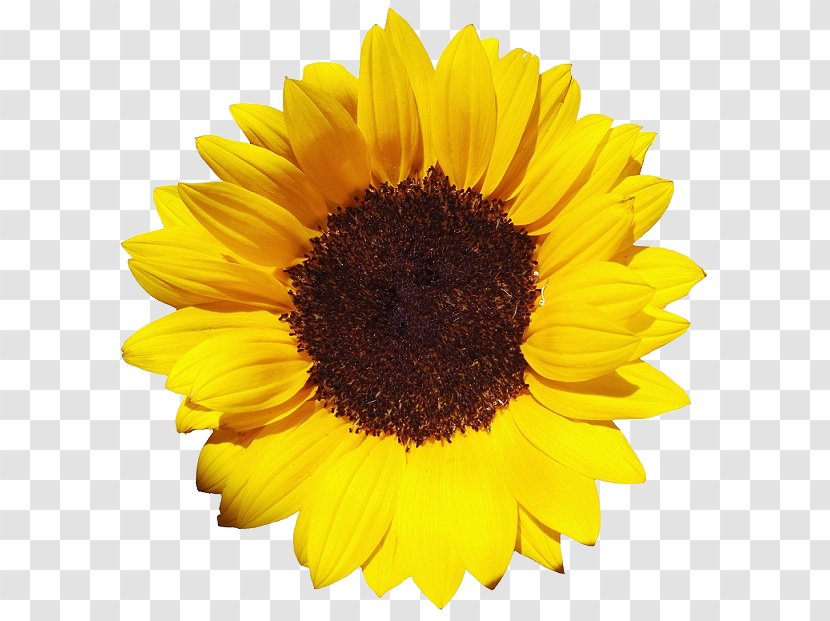 Common Sunflower Pixel XCF Transparent PNG