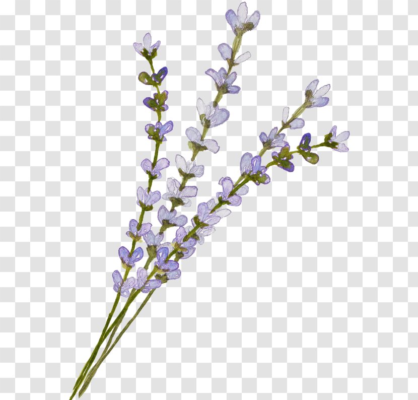 English Lavender Clip Art Image GIF - Common Sage - Lavander Flower