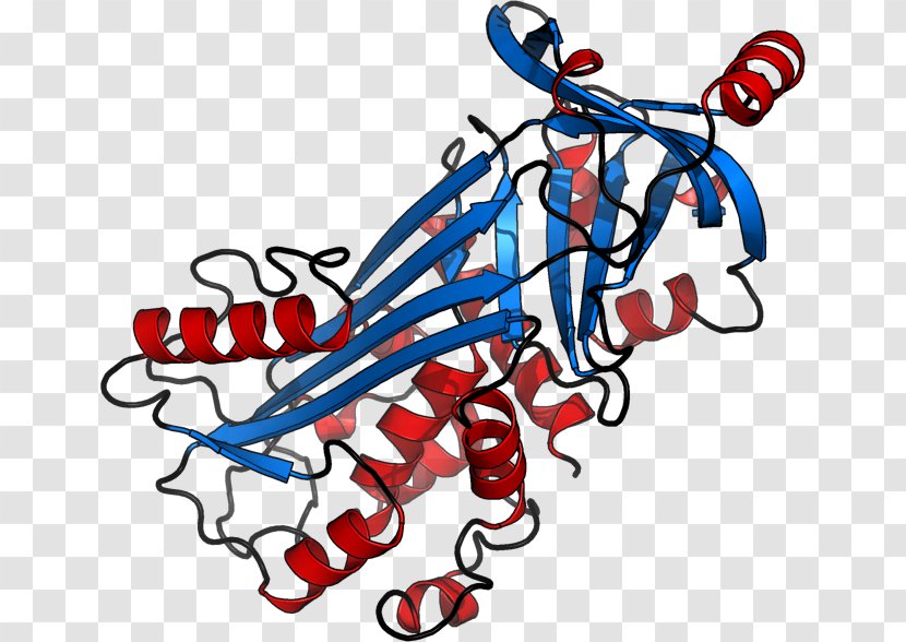 Ovalbumin Protein Structure 単純タンパク質 - Flower - Research Cartoon Transparent PNG