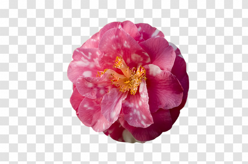 Peony Camellia Petal Plants Science Transparent PNG
