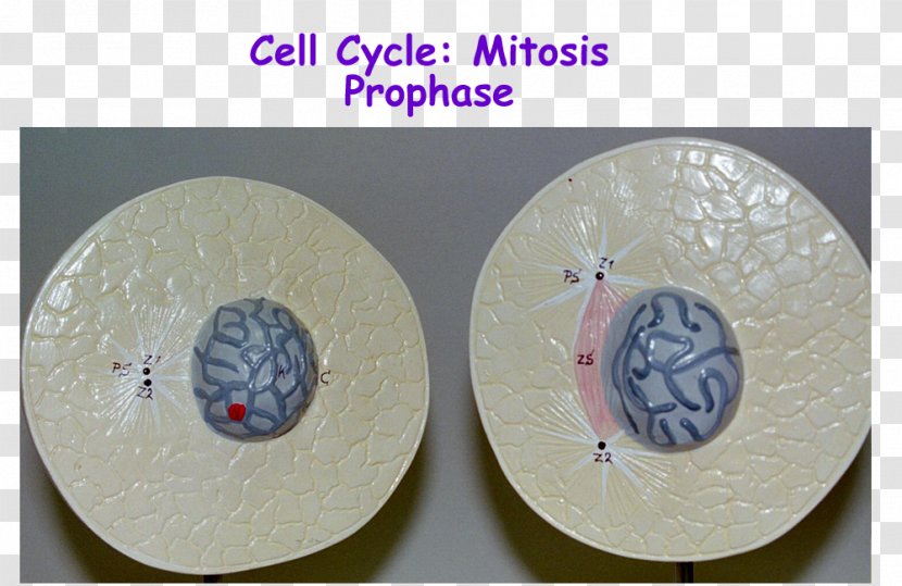 Prophase Telophase Mitosis Cell Interphase - Dna - Unlabeled Microscope Diagram Transparent PNG