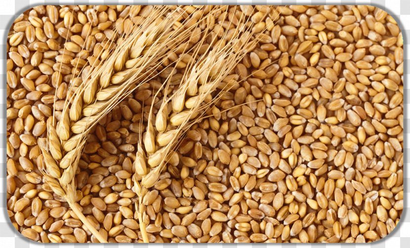 Atta Flour Common Wheat Gristmill Cereal Transparent PNG