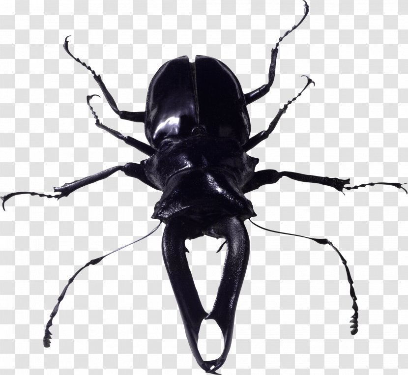 Beetle Cockroach - Black And White - Insect Bug Image Transparent PNG