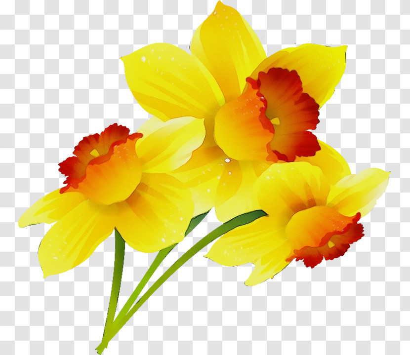 Flower Petal Yellow Plant Narcissus Transparent PNG