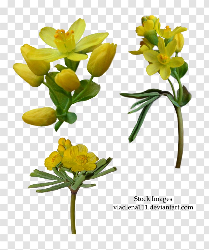 Flower Garden Clip Art - Mustard Plant - Spring Transparent PNG