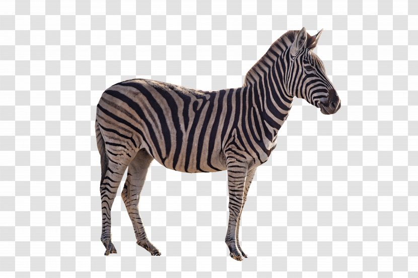 Quagga Horse Zebra Transparency - Fauna Of Africa Transparent PNG