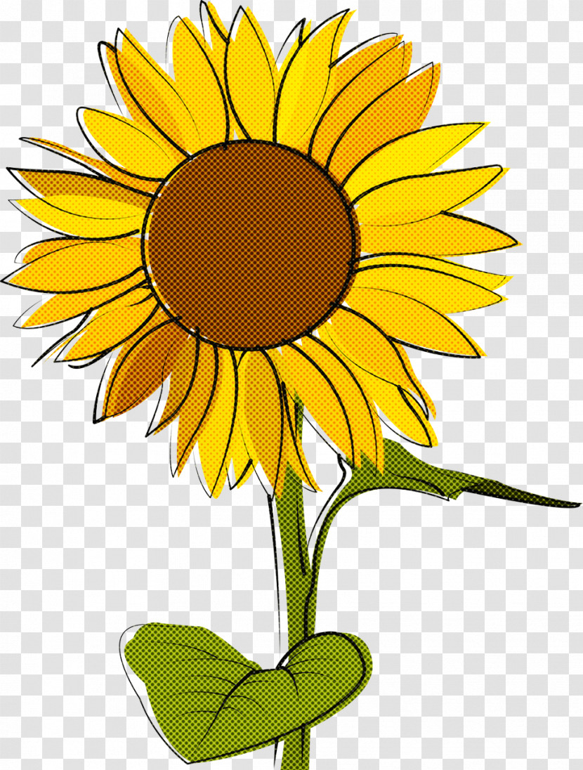 Common Sunflower Flower Drawing Sketch Colored Pencil Transparent PNG