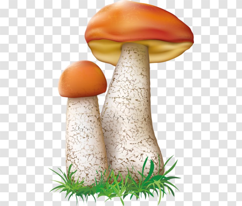 Agaricaceae Fungus Basidiomycetes Mushroom Leccinum Aurantiacum Transparent PNG