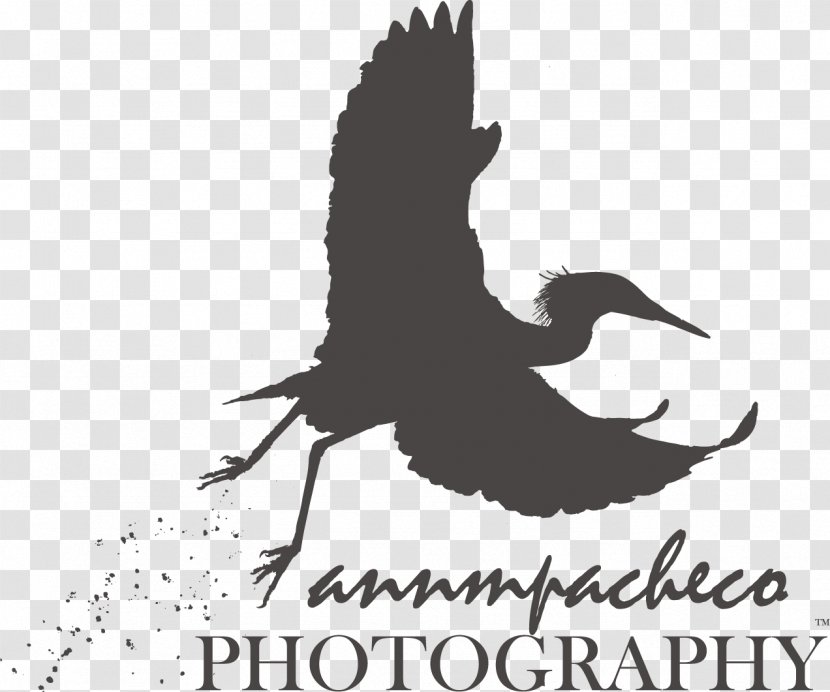 Beak Logo Bird Fauna Font - Wing Transparent PNG
