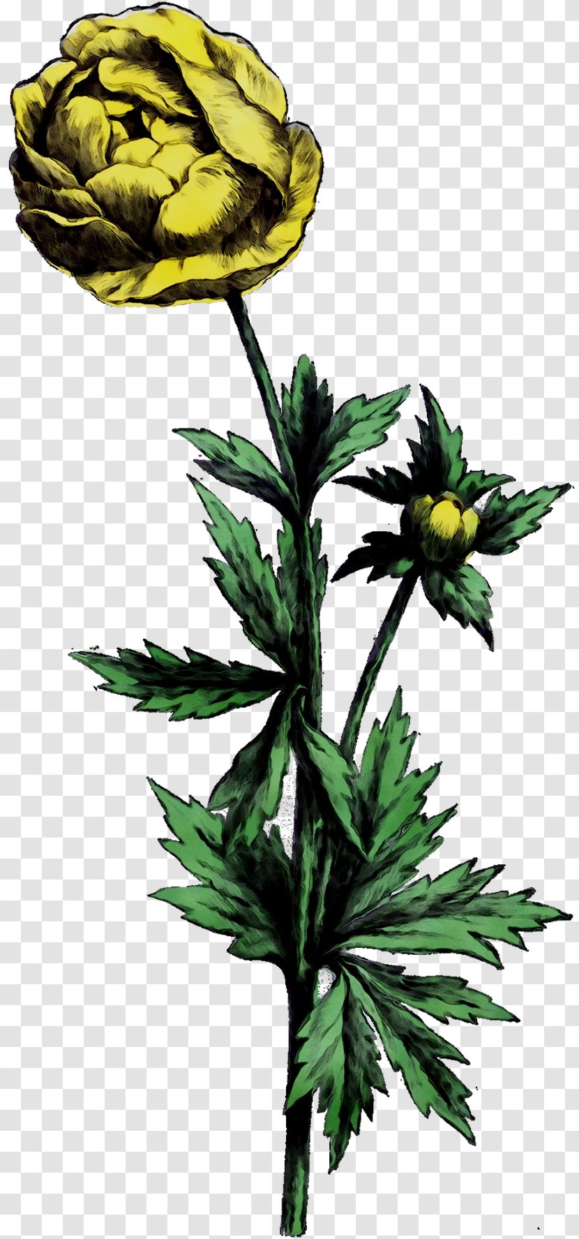 Abziehtattoo Flowering Plant Amazon.com - Leaf - Yellow Transparent PNG