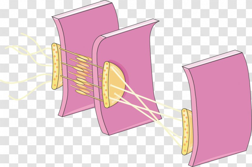 Simple Columnar Epithelium Pseudostratified Cell Biology Tissue - Cooky Transparent PNG