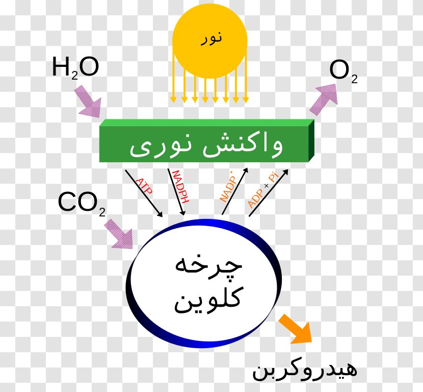 Photosynthesis Light-dependent Reactions Carbon Dioxide Energy - Smile - Light Transparent PNG