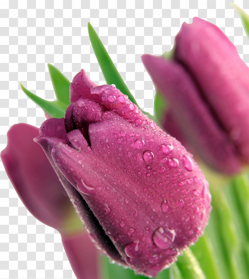 Morning Greeting Happiness Smile - Purple - Tulip Transparent PNG