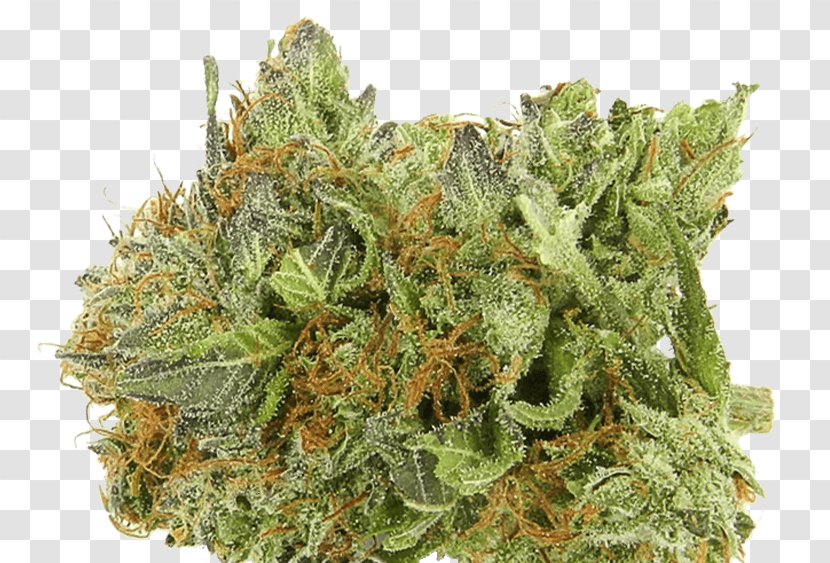 Medical Cannabis Kush Hash Oil Haze - Hashish - Weed Transparent PNG