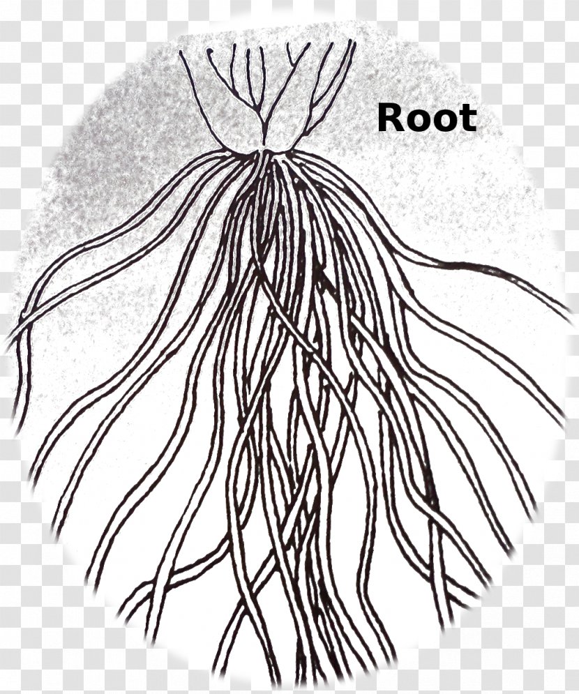 Fibrous Root System Drawing Plant - Heart - Fleshy Transparent PNG