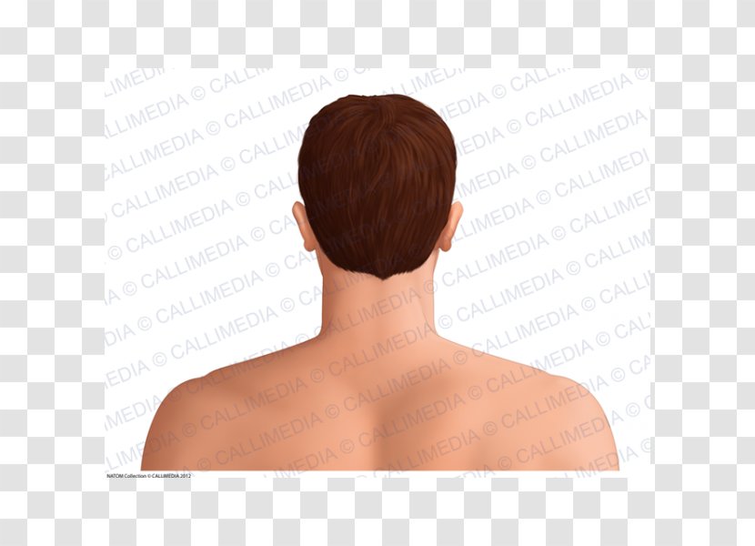 Shoulder Hair Coloring - Tree - Head And Neck Transparent PNG