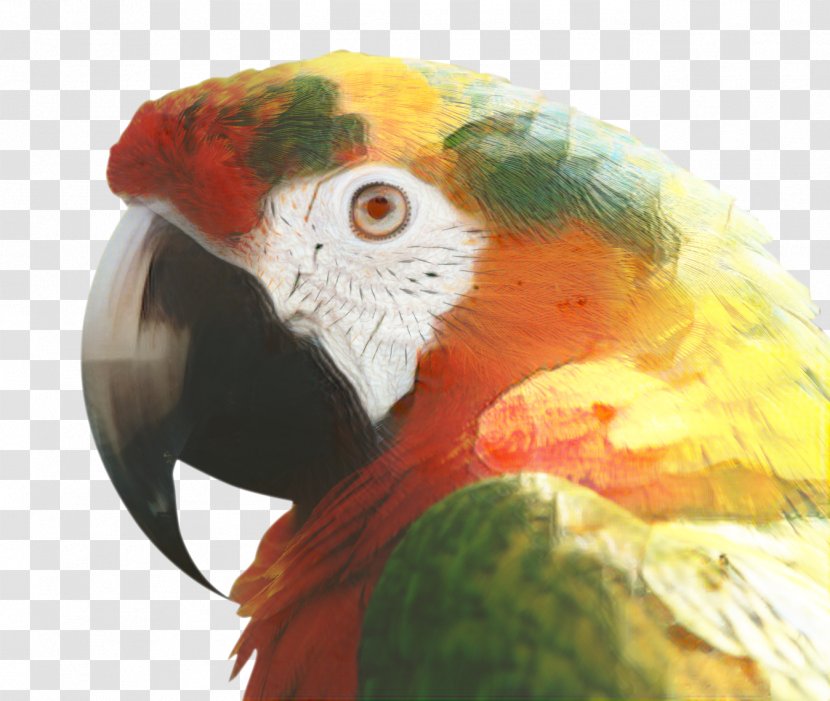 Bird Parrot - Macaw - Parakeet Feather Transparent PNG