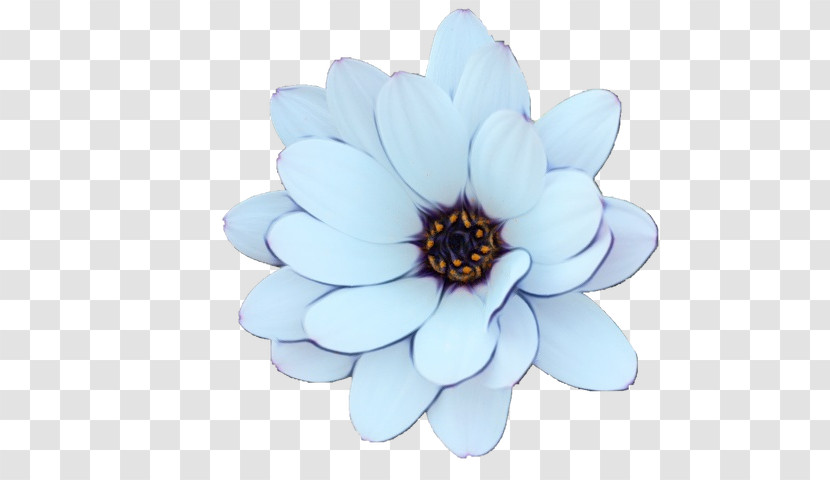 Flower Petal Cobalt Blue / M Plant Biology Transparent PNG