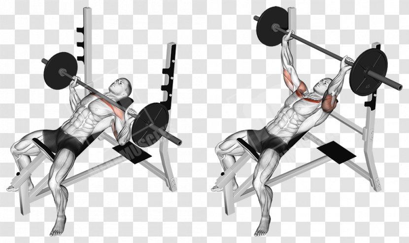 Bench Press Exercise Barbell Muscle - Joint - Upper Body Transparent PNG
