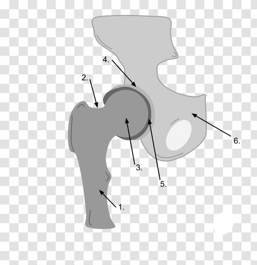 Ball And Socket Joint Pelvis Synovial Acetabulum - Cartoon - Silhouette Transparent PNG