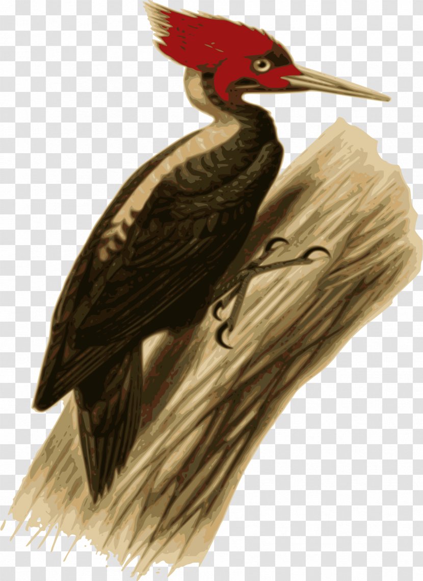 Cream-backed Woodpecker Bird European Green Pileated - Wikipedia Transparent PNG