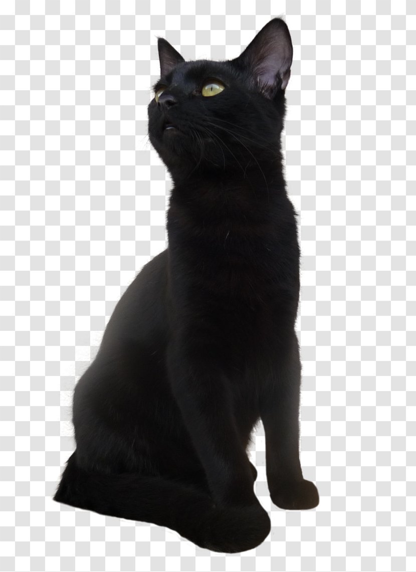 Bombay Cat Black Kitten - Cute Transparent PNG