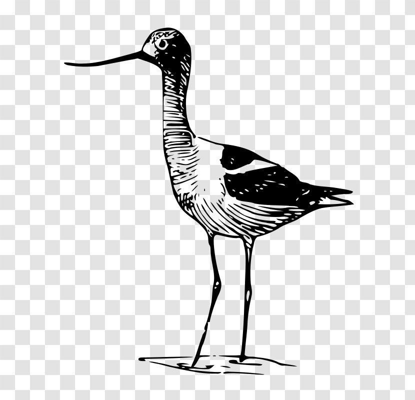 Drawing Avocet Clip Art - Bird - Fauna Transparent PNG
