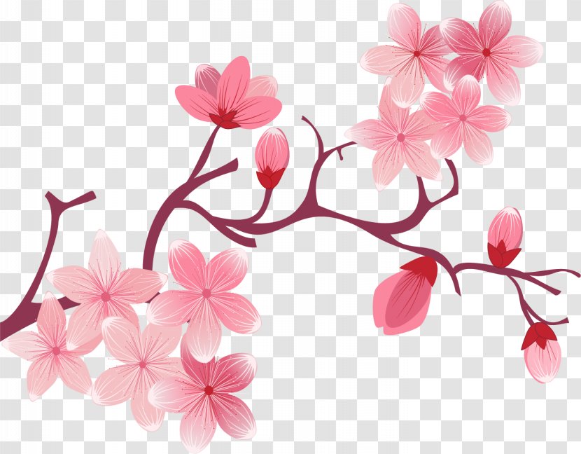 Flower Drawing - Pink - Cherry Blossom Transparent PNG