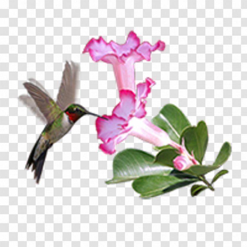 Hummingbird Current Gallery Rose - Pink Transparent PNG