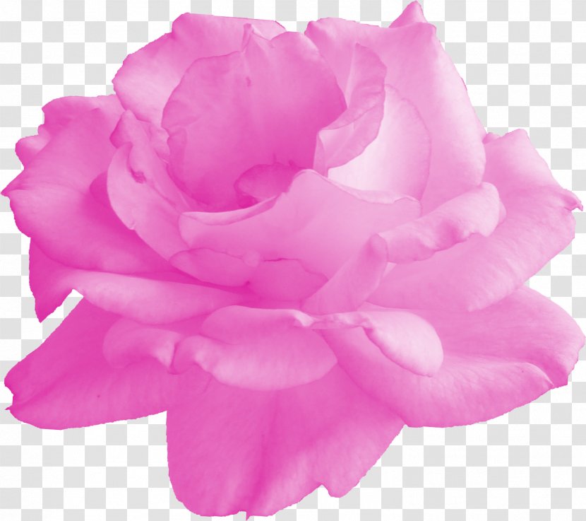 Garden Roses Cabbage Rose Floribunda Cut Flowers Petal - Pink Transparent PNG