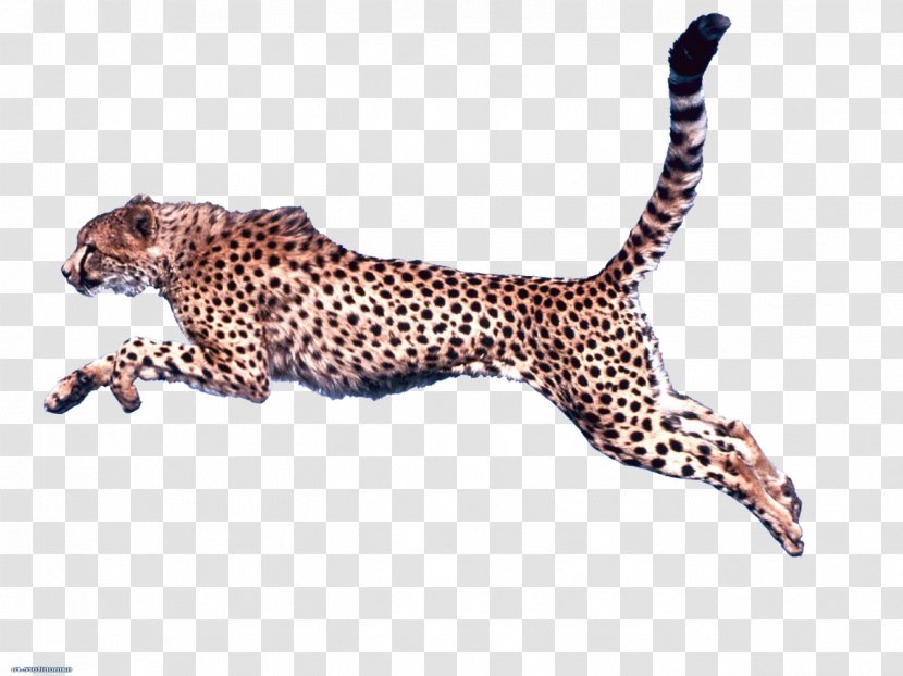 Cheetah Clip Art - Tail - Leopard Transparent PNG