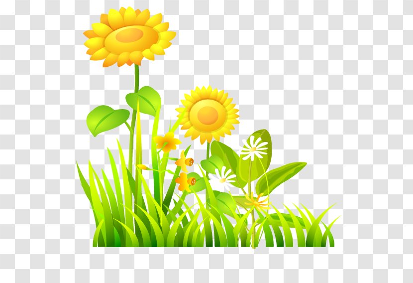 Common Sunflower - Flora - And Grass Transparent PNG