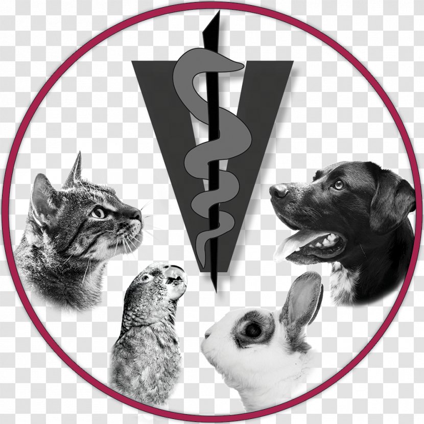 Dog Cat Tierarztpraxis Gühne Veterinarian Kleintierpraxis - Pet Transparent PNG