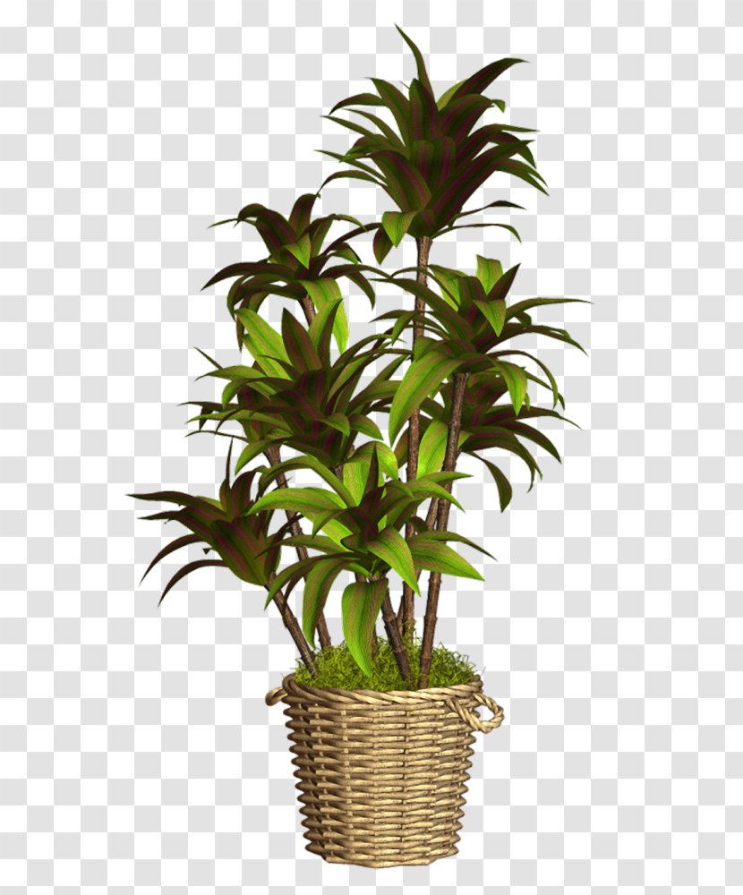 Flowerpot Houseplant - Plant Stem Transparent PNG