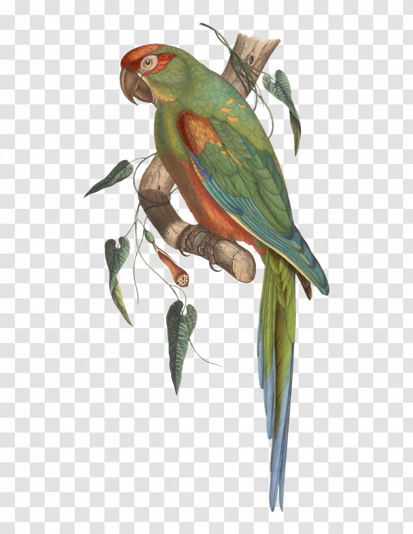 Budgerigar Red-fronted Macaw Parrot Bird - Wing Transparent PNG