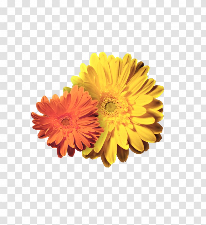 Transvaal Daisy Chrysanthemum Petal Cut Flowers - Pretty Beautiful Transparent PNG