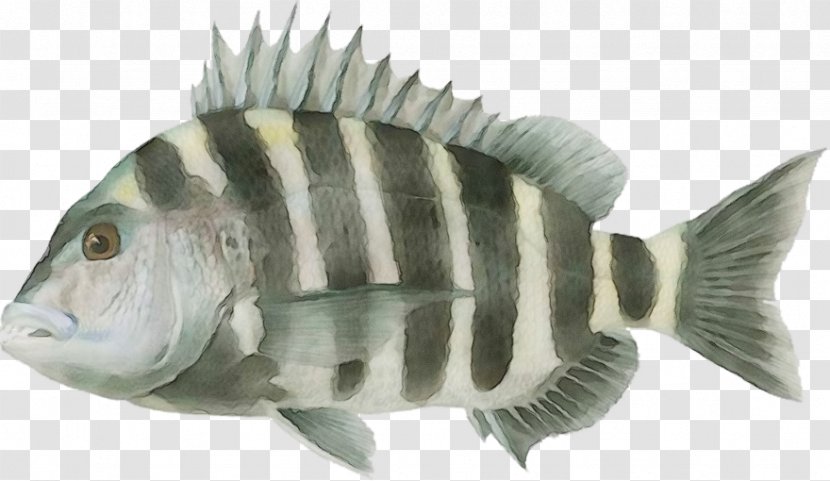 Fish Tilapia Pilotfish Pomacentridae - Bonyfish - Perch Transparent PNG