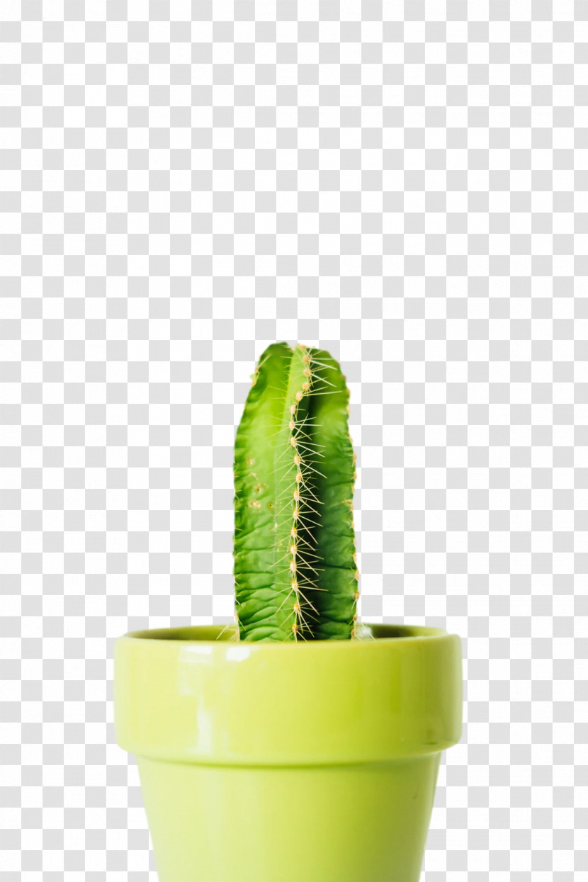 Plants Flowerpot Citroën Cactus M Biology Science Transparent PNG