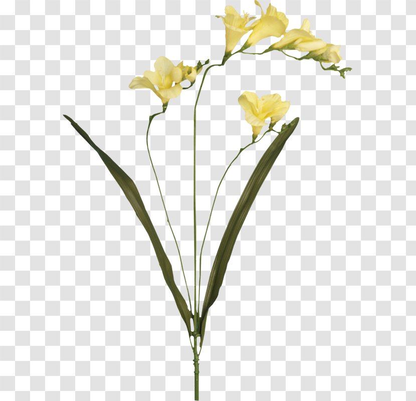 Yellow Red Cut Flowers Blue - Moth Orchid - Flower Transparent PNG