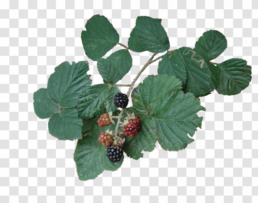 Bramble Clip Art Berries Drawing - Blackberry Transparent PNG