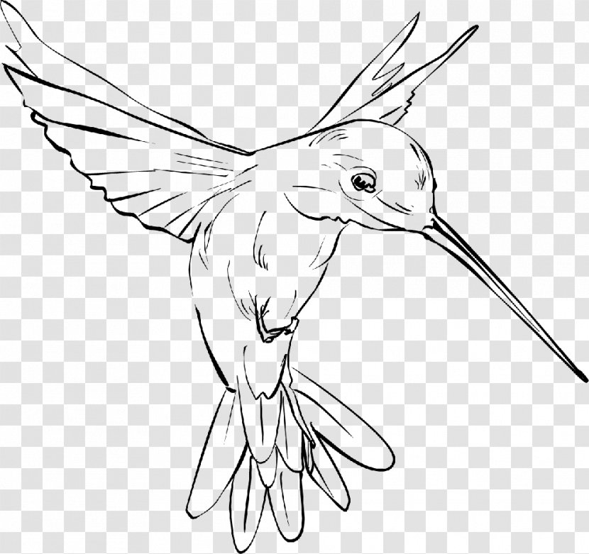 Hummingbird Drawing Clip Art - Tail Transparent PNG