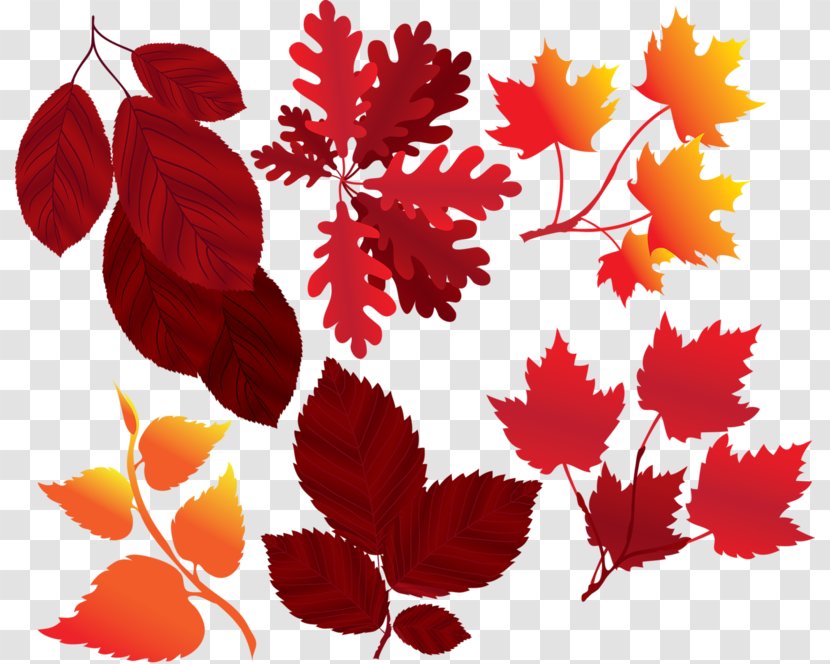 Vector Graphics Stock Illustration Maple Leaf - Plant Transparent PNG