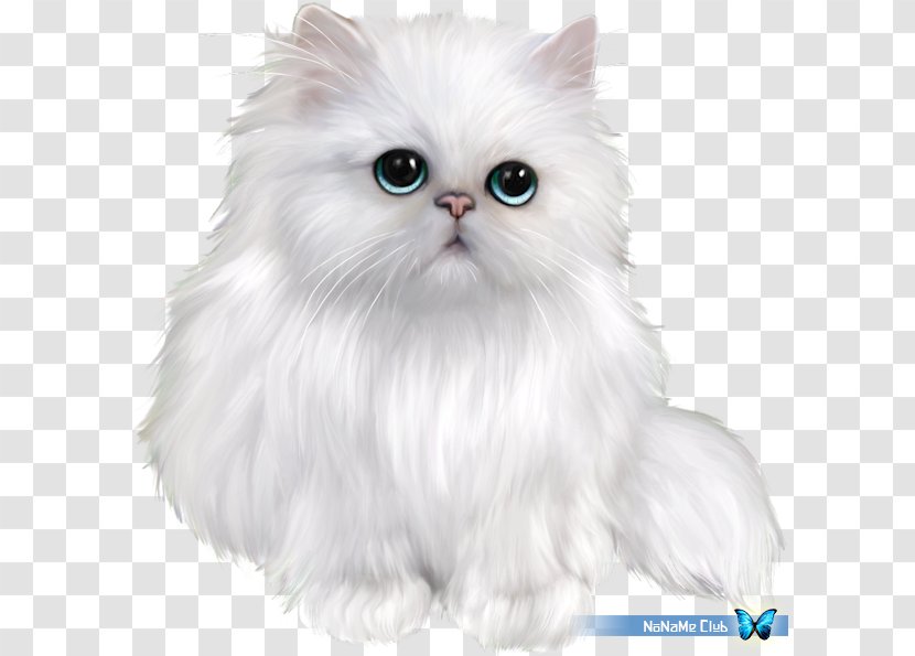 Persian Cat Exotic Shorthair Siamese Ragdoll British - Semi Longhair - Kitten Transparent PNG