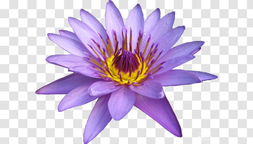 Close-up MTN Group Annual Plant - Lotus Family - Flower Lilac Transparent PNG