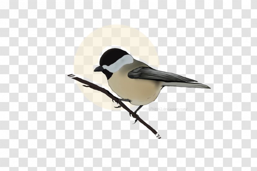 Chickadee Beak Feather - Wing Transparent PNG