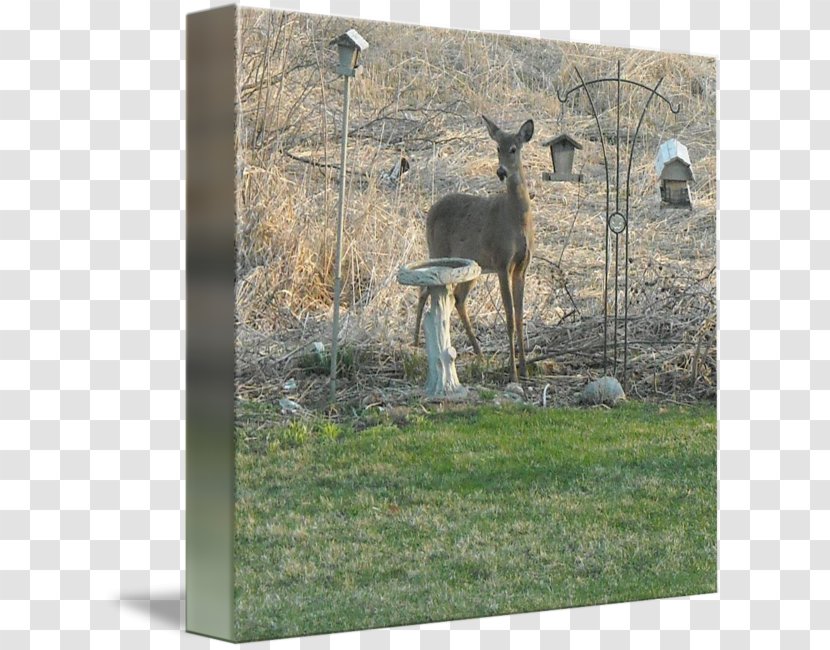 Deer Fauna Wildlife Animal - Watercolor Transparent PNG