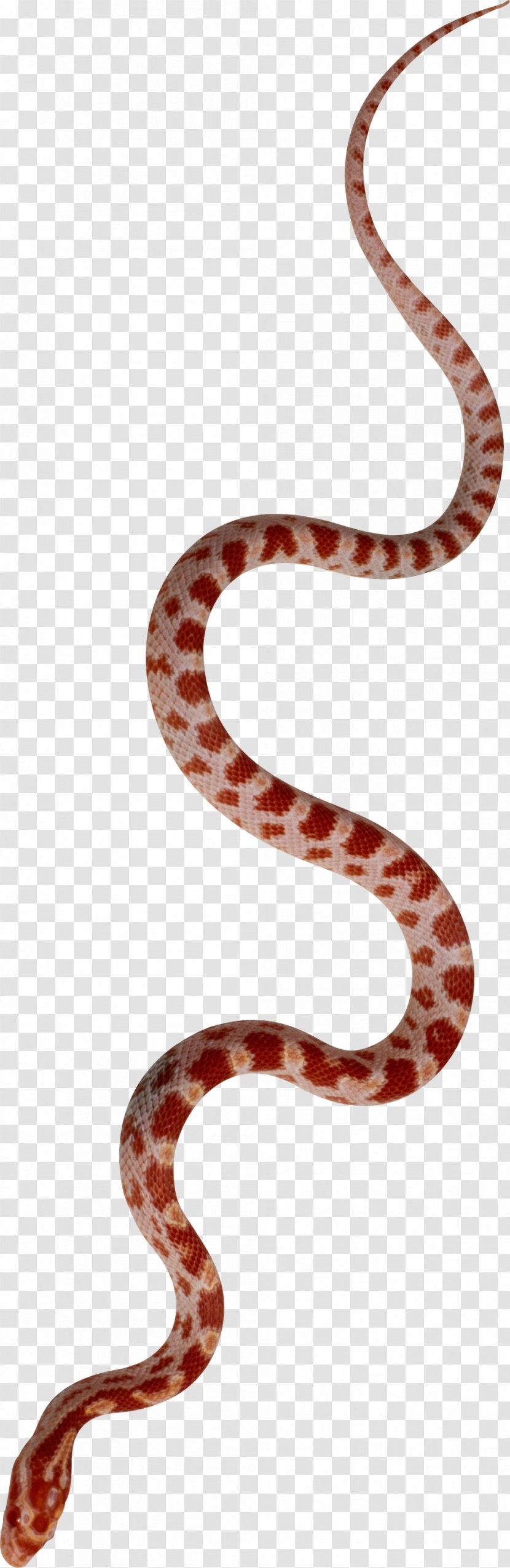 Kingsnakes Reptile Vertebrate Colubridae - Snake M - Anaconda Transparent PNG